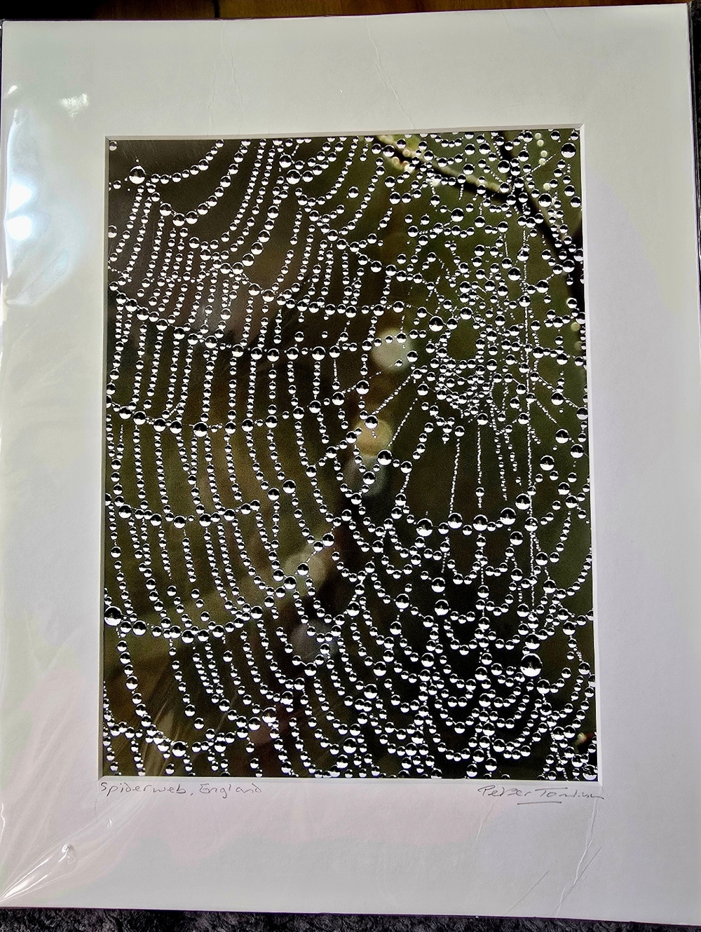 Signed Spiderweb Photography Print Peter Tomlinson Nature Wall Art Matted Surrey - Picture 3 of 7